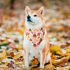 ADOGGYGO Bandana patrón hojas, ideal para sesiones de otoño