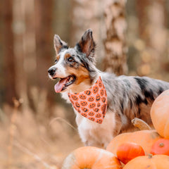 Bandana ADOGGYGO púrpura para perro, perfecta para fiestas y fotos memorables.