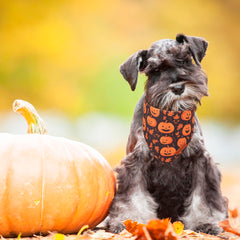 ADOGGYGO Bandana Halloween negro-naranja con fantasma para perros, ideal para sesiones de fotos