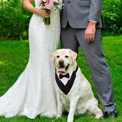 ADOGGYGO collar boda para perros con lazo ajustable, fácil de poner.