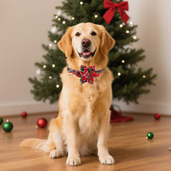 ADOGGYGO collar perro ajuste adjustable, tacto suave para uso diario