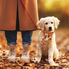 Collar ADOGGYGO de algodón ajustable para paseos diarios