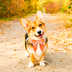 ADOGGYGO collar de algodón suave, ajuste cómodo para mediano.