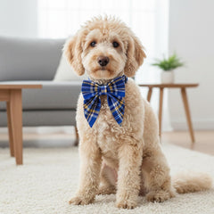 ADOGGYGO collar con hebilla duradera, fácil de poner y quitar