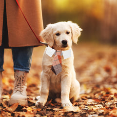 Material de algodón suave y transpirable de ADOGGYGO, cómodo para paseos otoñales.