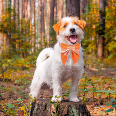 ADOGGYGO pajarita desmontable en el collar naranja, estilo festivo