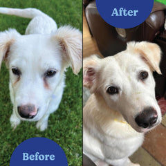 ANGELS' EYES Natural Plus sabor a res para perros, experiencia de consumo agradable.