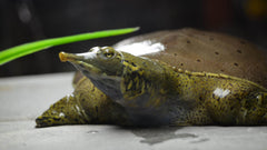 Cubos tubifex deshidratados con alto contenido proteico para peces.