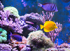 Cubos tubifex para peces marinos.