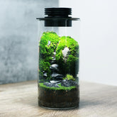 AREPK terrario de vidrio para escritorio, opción decorativa y versátil.