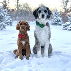 Hebilla metálica resistente en collar ARING PET para paseos diarios.