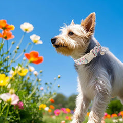 Aring Pet collar con anillo en D para colocar la placa.
