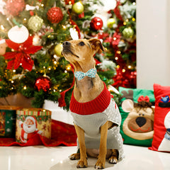 Aring Pet collar para perro en fiestas, estiloso y seguro.