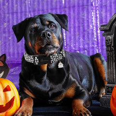 Collar ARING PET apto para interiores y exteriores, perfecto para cualquier actividad.