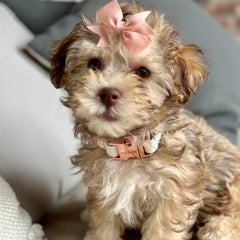 Aring Pet collar Velvet flor de fieltro desmontable para personalizar look