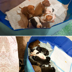 Artilife Whelping Box usos múltiples: cama de parto, piscina y baño.