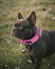AUBELL collar con mango de control para entrenamiento y guía rápida