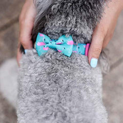 Collar Azuza con diseño flamenco azul, ideal para destacar en la calle.