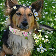 Babole Pet collar ajustable de 10-16 pulgadas para perros pequeños