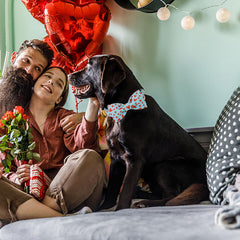 Lazo extraíble de collar Babole Pet para uso versátil