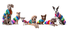 Baja Ponchos uso multifuncional para perro: abrigo ligero y disfraz.