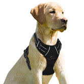 Arnés BarkBay sin tirón con clip frontal para paseos más controlados.