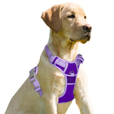 Arnés BarkBay sin tirones con clip frontal en violeta, ideal para paseos controlados.