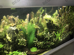 BEGONDIS plantas acuario tres piezas para un acento verde