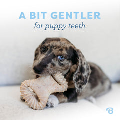 Benebone Puppy, sabor bacon real estimula masticación natural.