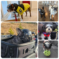 Casco de perro Billionchains con ABS resistente y acolchado interior para comodidad.