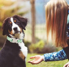 Collar Bilsole con hebilla rosca y ajuste seguro para perros activos