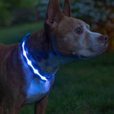 Collar Blazin LED con luz de 360 grados para visibilidad nocturna del perro.