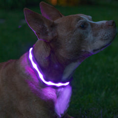 Blazin collar iluminado trasero: detección mejorada durante caminatas nocturnas.