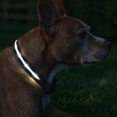 Collar Blazin para perro iluminado con 360 grados para mayor seguridad nocturna