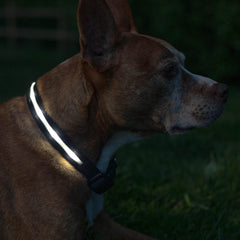 Collar Blazin para perro iluminado con 360 grados para mayor seguridad nocturna