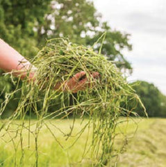 Blue Mountain Hay pasto Timothy, fibras beneficiosas para una dieta equilibrada.