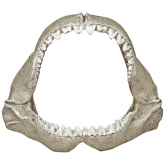 Blue Ribbon Exotic Environments: mandibula-tiburon-blanco-pequena, decoración atractiva y segura para acuarios
