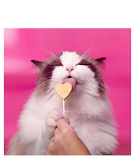 Paquete doble con cuatro golosinas para gatos