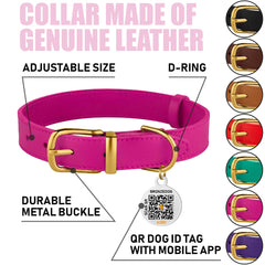 BRONZEDOG collar con etiqueta QR ID visible para facilitar la identificación.