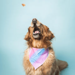 Jerky de res hecho en EE. UU. para perros, calidad y procedencia local.