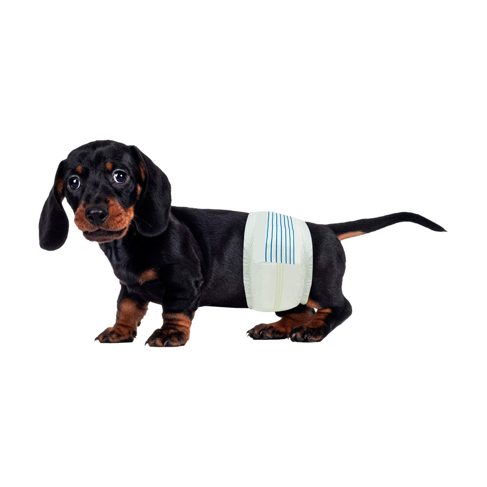 BV Envolturas para Perros Machos Pequeños: ajuste de cintura 30–48 cm, cómodo y seguro.