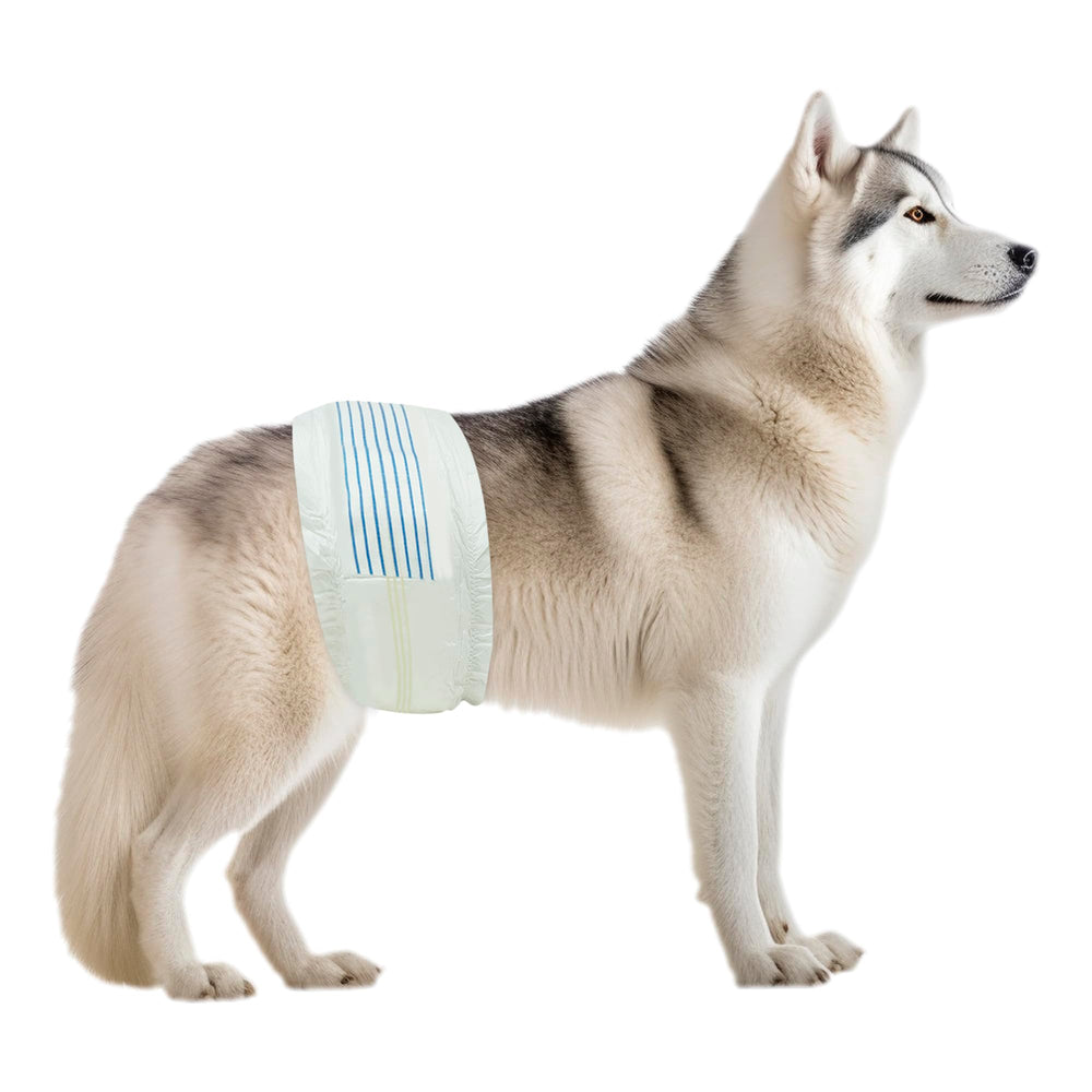 BV pañales para perros: ajuste cómodo para cintura 21-26 pulgadas.