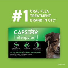 Capstar: pulgas muertas en minutos, alivio visible para la mascota.