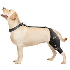 Rodilla CHAMIN para perro con bisagra ajustable, ofrece estabilidad al caminar