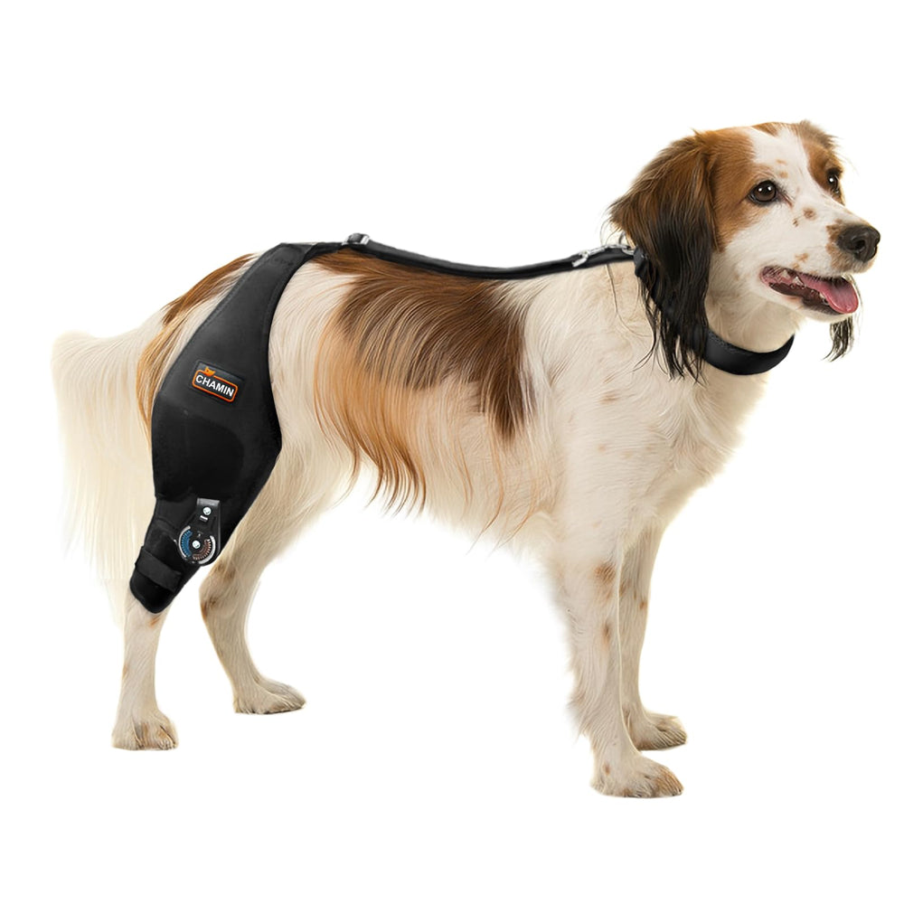 CHAMIN Rodillera Ajustable para Perro Derecha: soporte estable para la rodilla en casa.