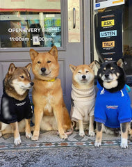 ChoChoCho detalle-tejido en sudadera para perro, comodidad y durabilidad en uso diario.
