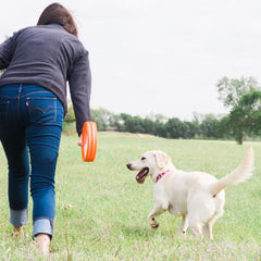 Chuckit! Rugged Fetch Wheel, uso en agua y tierra, diversión duradera para perros activos