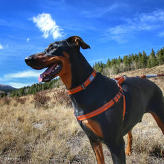 Collar Coastal Pet K9 Explorer con aro D móvil para la correa.