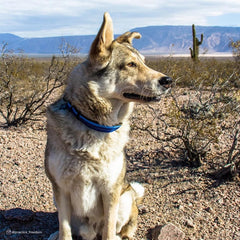 Collar Coastal Pet K9 Explorer con hebilla lateral para ajuste rápido.