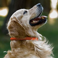 CollarDirect para perro grande, resistente para uso diario